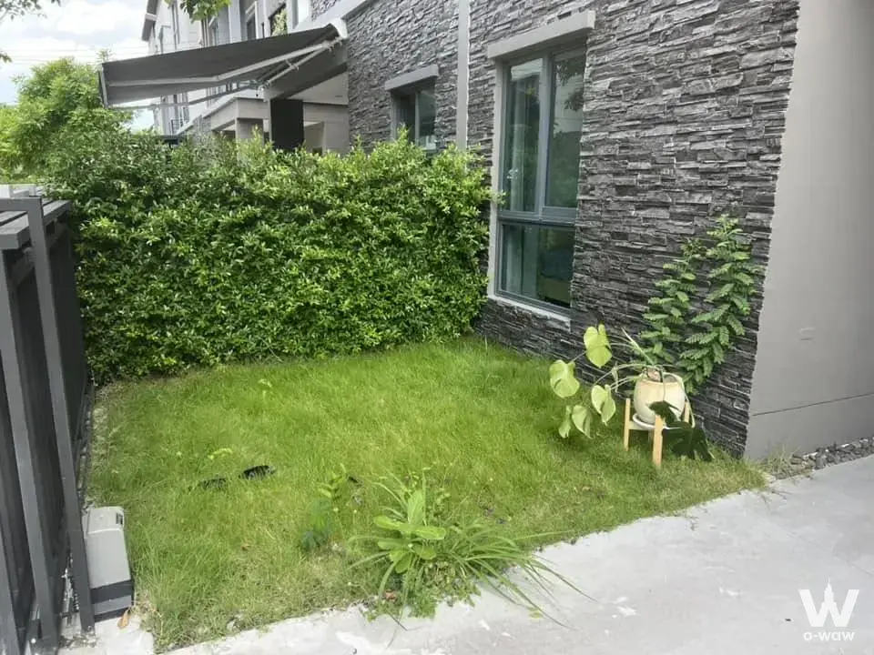 This private backyard in a Baan Klang Mueng Rama 9 four-bed house has lawn, hedge and stone wall