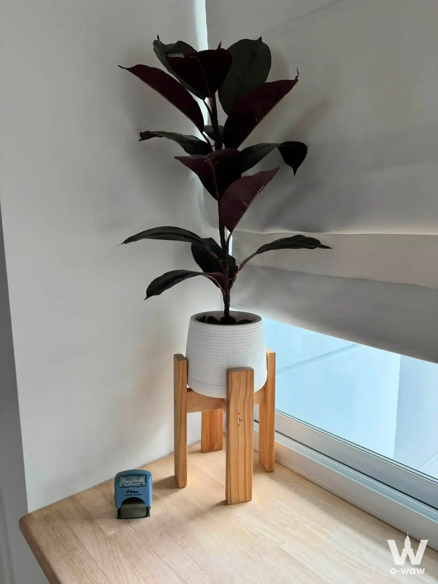 Bright corner in a 2-bed Srinakarin house with a potted rubber tree on a light oak surface