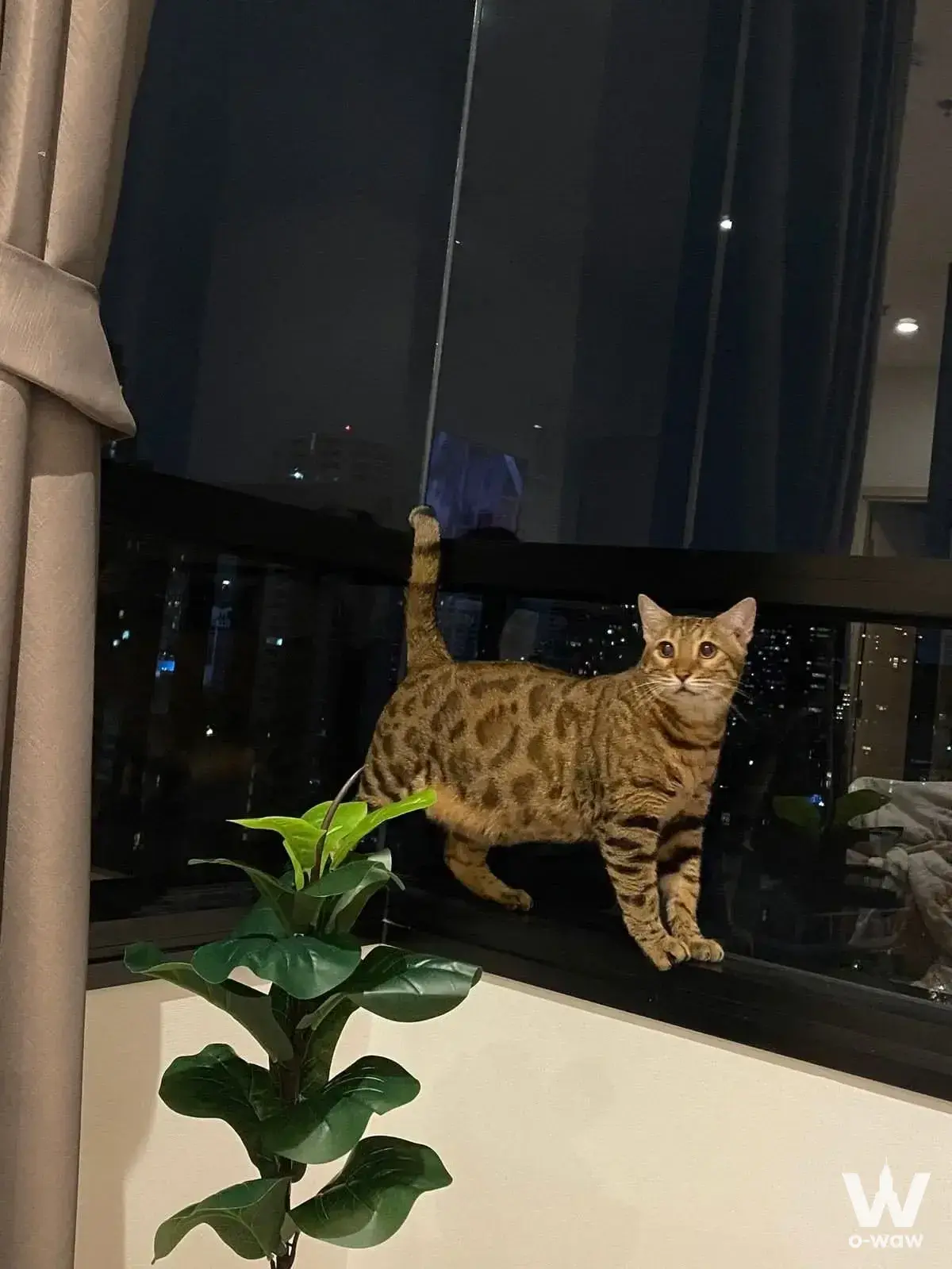 Condo with 1 bedroom for sale at MARU Ekkamai 2 — photo 5 of 5