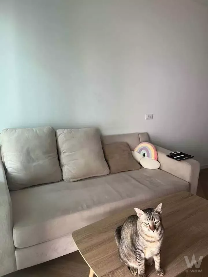 Living room of a 3-bed The Connect 56 condo with beige sofa, wood coffee table, and a grey cat resting on it